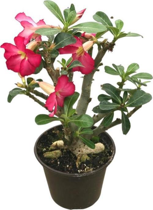 Adenium Obesum (Çöl Gülü)