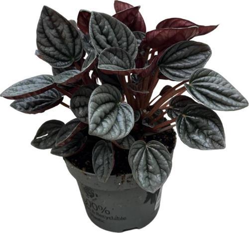 Peperomia Caperata 'Caracas' (Zümrüt Dalgası Çiçeği)