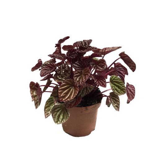 Peperomia Caperata 'Metallic Ripple' (Zümrüt Dalgası Çiçeği)