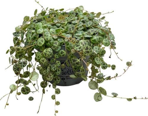 Peperomia Prostrata (Kaplumbağa Kabuğu Çiçeği)