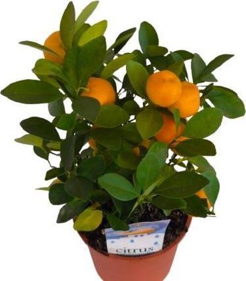 İç mekan Bodur Mandalina