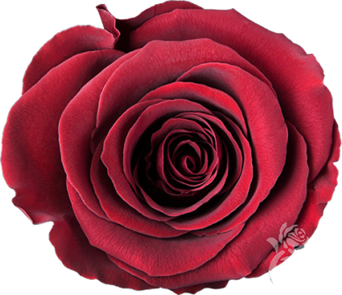 Rose Amor Kırmızı Renk Şoklanmış Solmayan Gül - (XL)