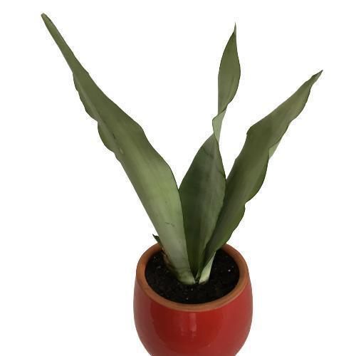 DEKORATİF TOPRAK SAKSIDA SANSEVİERİA MOONLİGHT ( SANSEVERYA ) 35cm