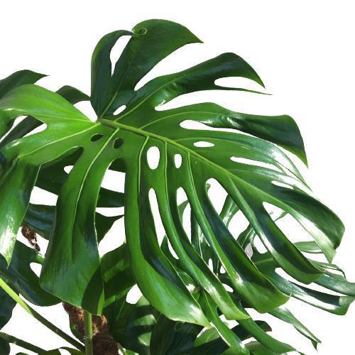 Yosunlu Destek Çubuğu İle Monstera  140 Cm Deve Tabanı