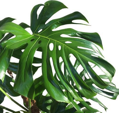 Yosunlu Destek Çubuğu İle Monstera 140 Cm Deve Tabanı