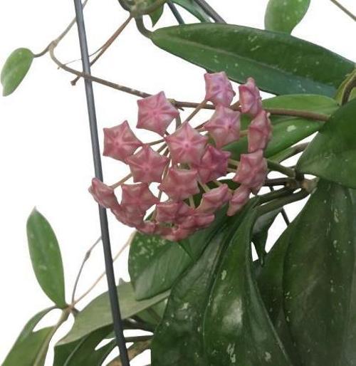 Askılı Saksıda Hoya Minibella Mum Çiçeği