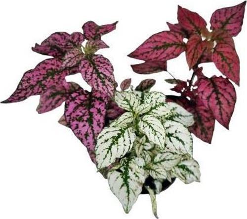 ÜÇLÜ HYPOESTES SETİ