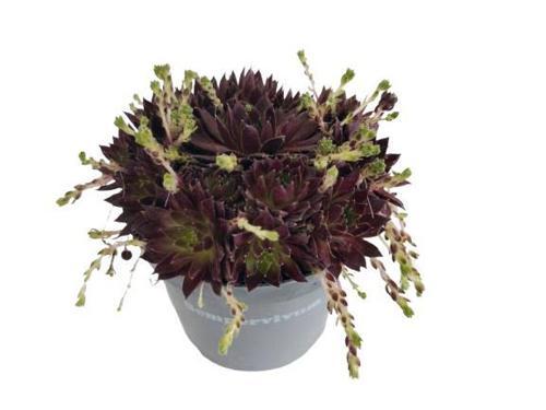 Sempervivium 9 cm lik Saksıda