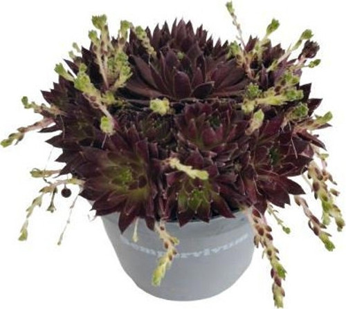Sempervivium 9 cm lik Saksıda