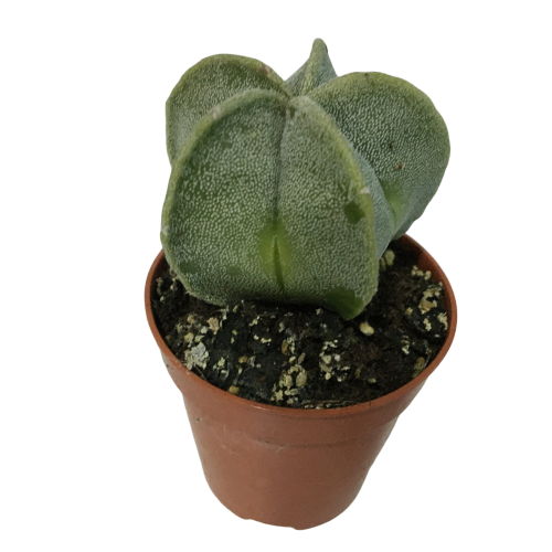 NADİR KAKTÜS - ASTROPHYTUM MYRİOSTİGMA - ASTRO KAKTÜS