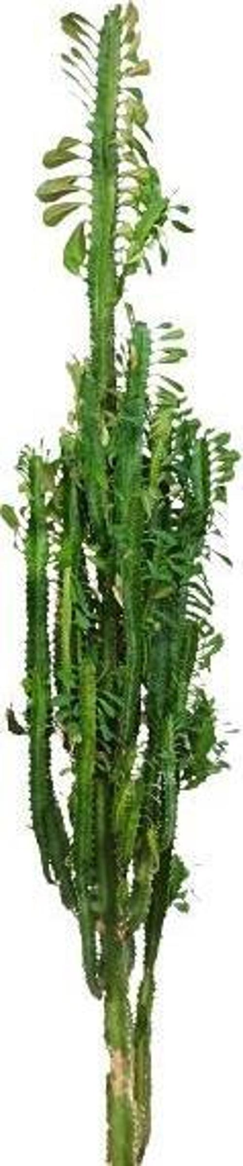 Euphorbia Trigona Süt Ağacı Kaktüsü 170 cm