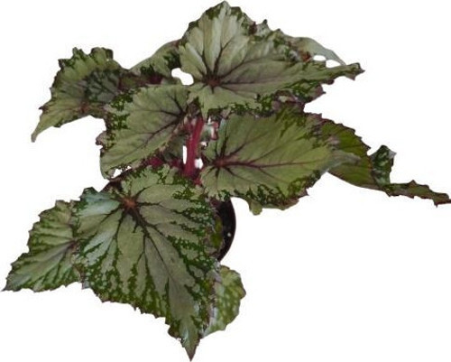 BEGONİA REX ASİAN ( REX BEGONYA )
