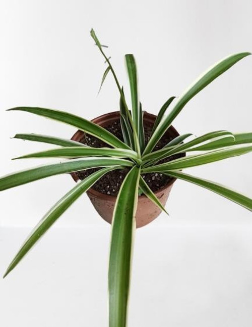 KURDELE ÇİÇEĞİ (CHLOROPHYTUM) KURDALE