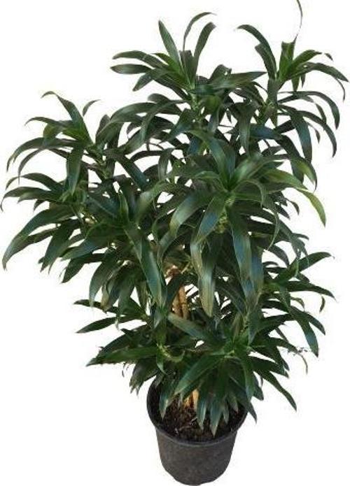 Dracaena Reflexa 'Song of Jamaica'