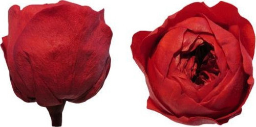 ROSE AMOR ÖZEL ŞOKLANMIŞ GÜL XL-SOLMAYAN GÜL