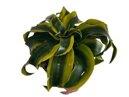 DRACAENA TORNADO 12 lik saksıda