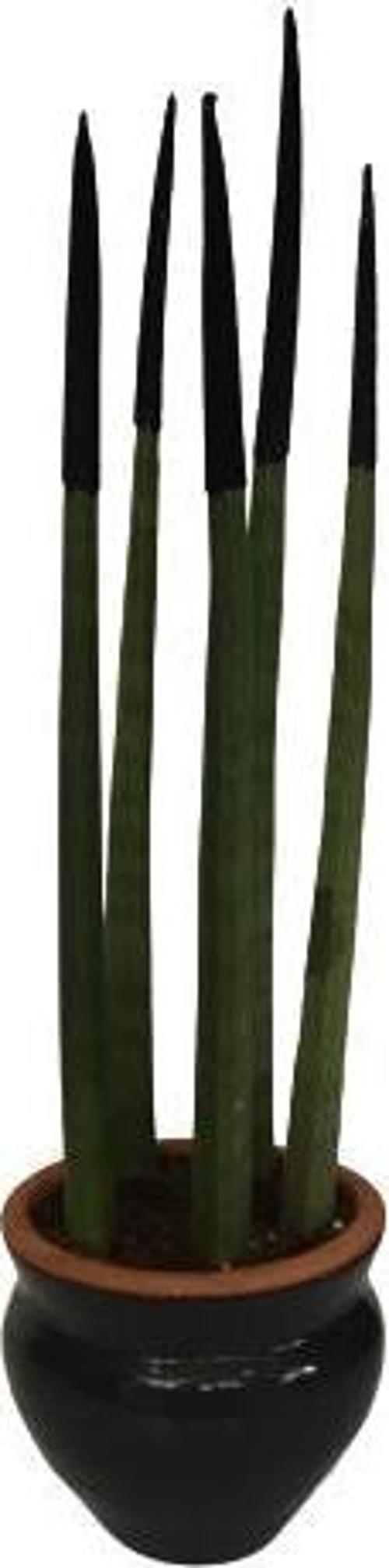 DEKORATİF SAKSIDA SİYAH RENK SANSEVERİA CYLİNDRİCA