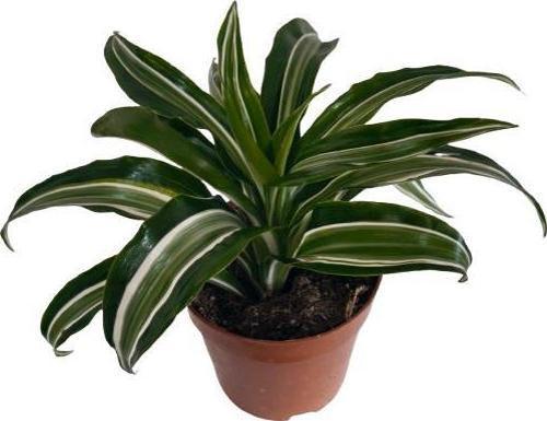 Dracaena Kanzi 12 lik Saksıda