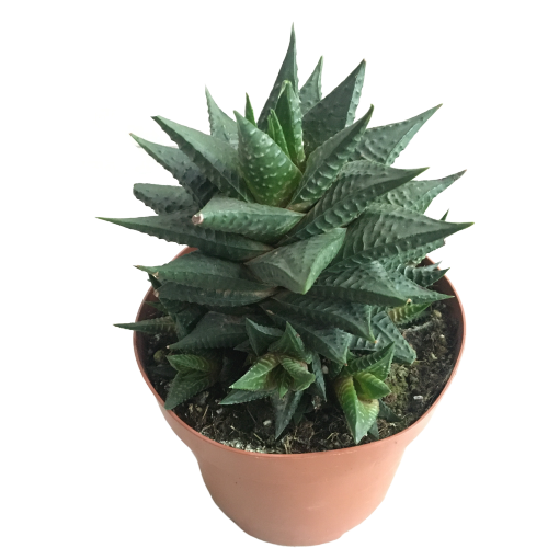 Haworthia Limifolia -12 lik