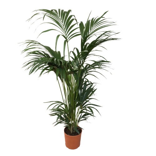 Howea Forsteriana - Kentia - Kentya Palmiyesi