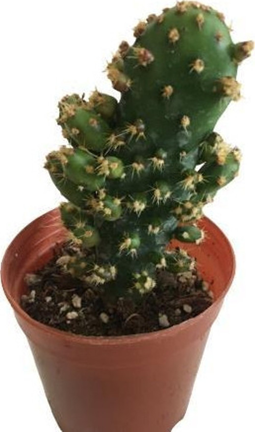 Opuntia Monacantha Variegata - Mini Kaktüs