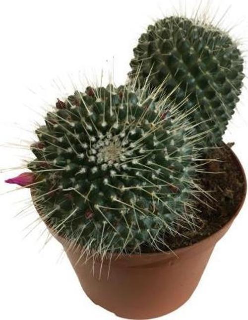Mammillaria Spinosissima - Büyük Boy (14'lük Saksıda) İthal Ürün