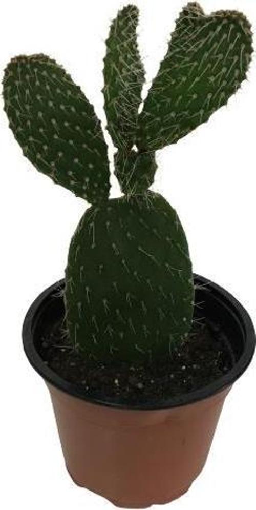 İncir Kaktüs (Opuntia Ovata)
