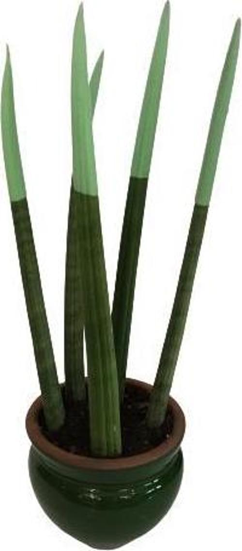 DEKORATİF SAKSIDA YEŞİL RENK SANSEVERİA CYLİNDRİCA