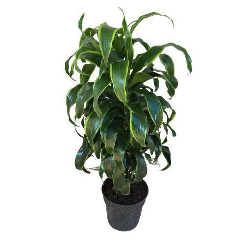 Dracaena Fragrans 'Dorado' 