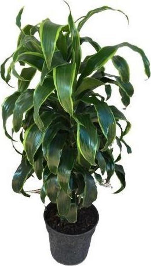 Dracaena Fragrans 'Dorado' 