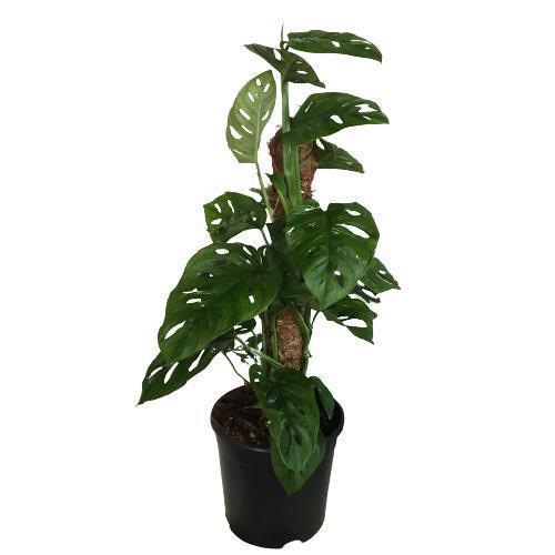 MONSTERA OBLİQUA - Sarmaşık Cins Deve Tabanı 80-100 cm