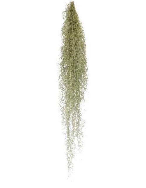 Tillandsia Usneoides - Hava Bitkisi Air Plant 150 cm