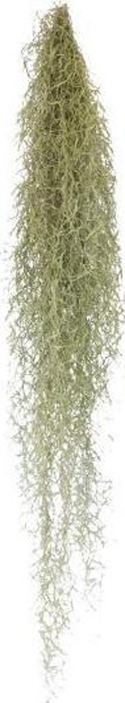 Tillandsia Usneoides - Hava Bitkisi Air Plant 150 cm