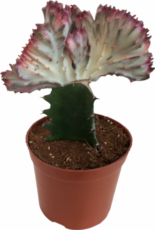 EUPHORBİA LACTEA - CRİSTATA - AŞILI KAKTÜS