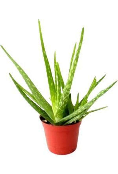 2 (İKİ) ADET ALOEVERA BİTKİSİ
