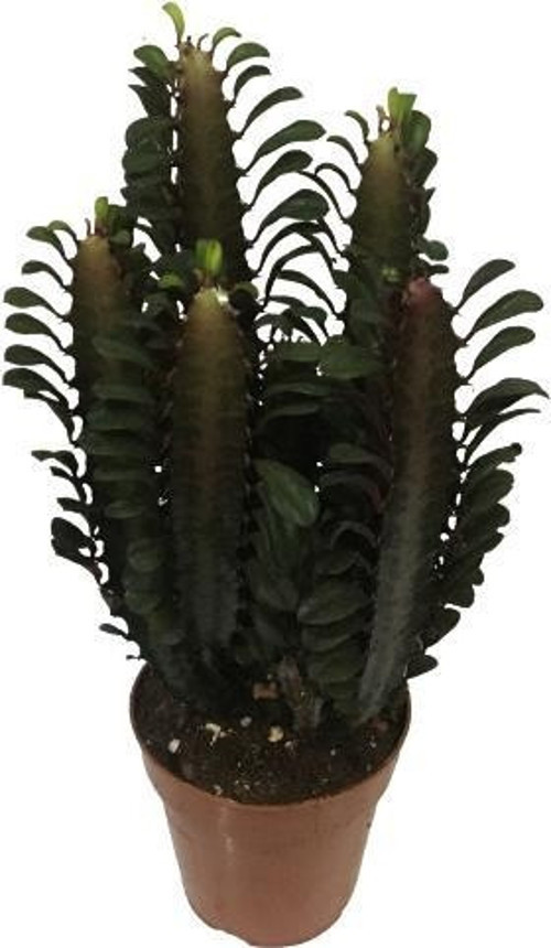Euphorbia Trigona Rubra - Kırmızı Süt Kaktüs - Eforbiya -İthal Ürün
