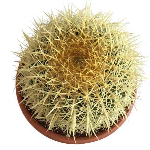 ECHİNOCACTUS GRUSONİİ - ALTIN FIÇI KAKTÜSÜ 20-25 CM