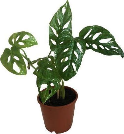 Monstera Adansonii-Monkey Mask-İthal -(30-35 cm)