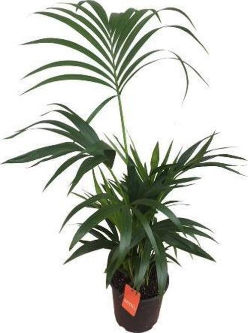 Howea Forsteriana | Kentia Palmiyesi (İthal)- Kentya - 120 cm