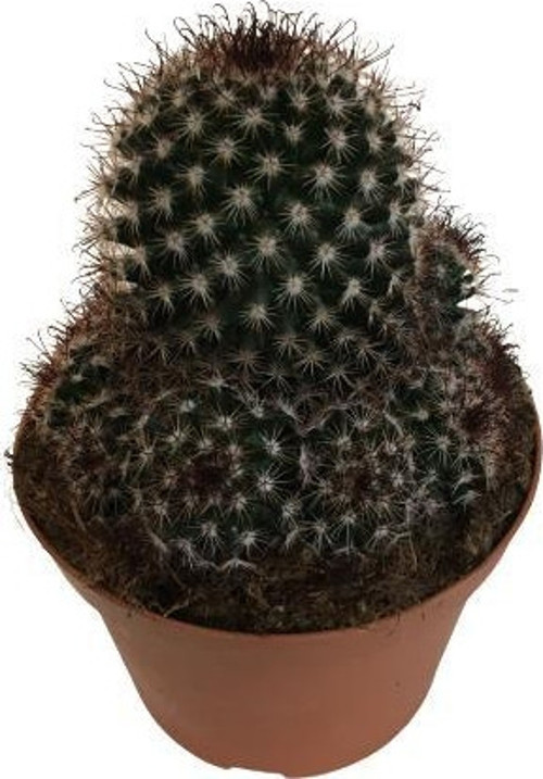 Mammillaria Blossfeldiana - Mammillaria Kaktüs