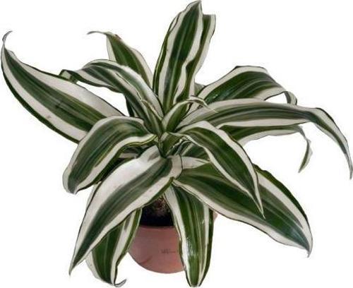 Dracaena Deremensis