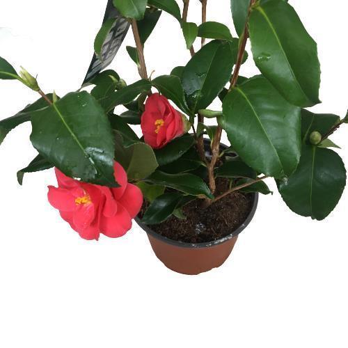 Camellia Japonica - Kamelya Bitkisi Kırmızı Renk