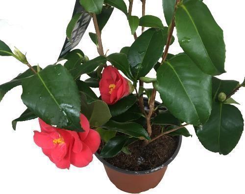 Camellia Japonica - Kamelya Bitkisi Kırmızı Renk