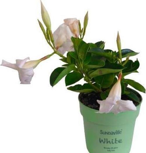 Mandavilla / Sandavilla Çiçeği Beyaz Renk