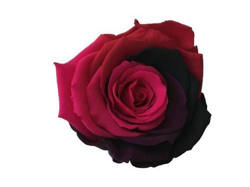 ROSE AMOR PARÇALI RENK (PEMBE BORDO)  SOLMAYAN ŞOKLANMIŞ GÜL XL