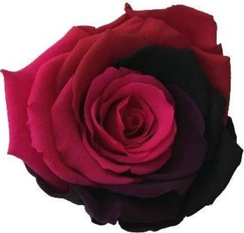 ROSE AMOR PARÇALI RENK (PEMBE BORDO)  SOLMAYAN ŞOKLANMIŞ GÜL XL