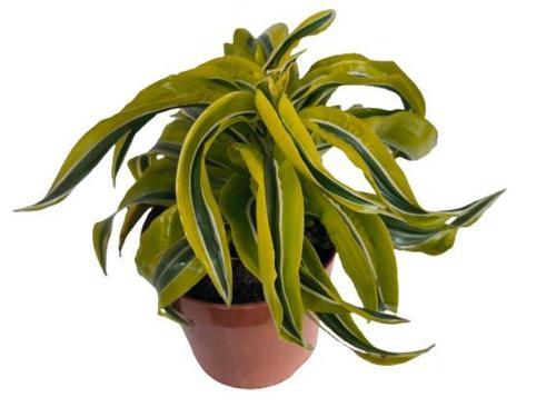 DRACAENA LEMON SUPRISE