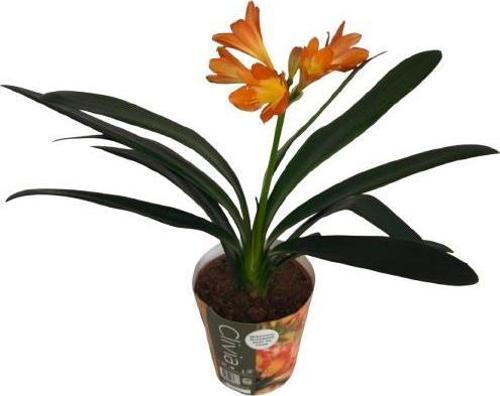 Clivia Miniata (Klivya Çiçeği) Çiçeksiz