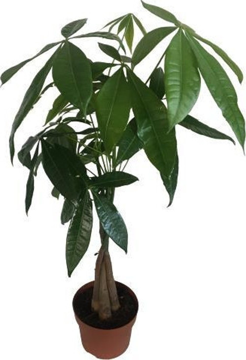 PARA AĞACI - PACHİRA ÖRGÜ GÖVDE 70-80 cm