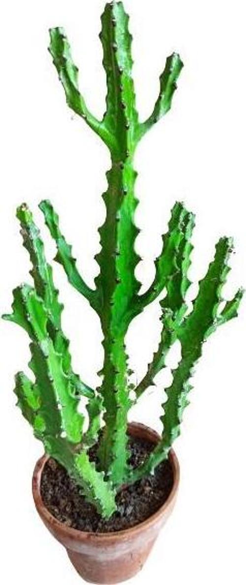 Euphorbia Najuneranatanii - 90 Cm